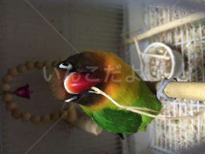 迷い鳥の写真