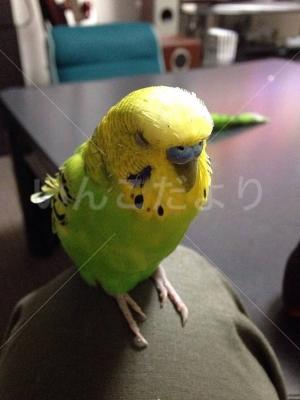 迷い鳥の写真
