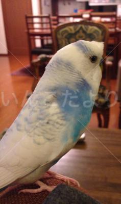 迷い鳥の写真