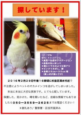 迷い鳥の写真
