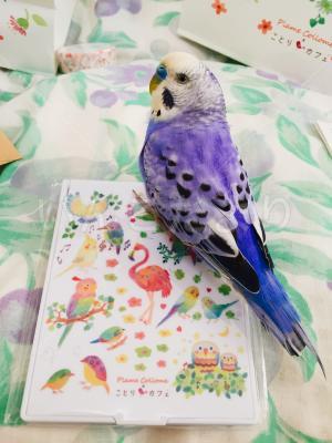 迷い鳥の写真
