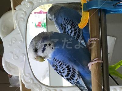 迷い鳥の写真