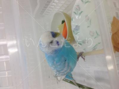 保護鳥の写真