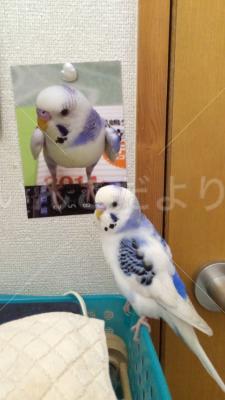 迷い鳥の写真