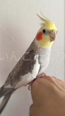 迷い鳥の写真