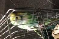 保護鳥の写真