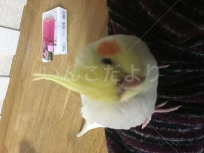 迷い鳥の写真