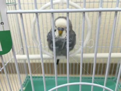保護鳥の写真