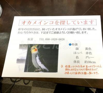 迷い鳥の写真