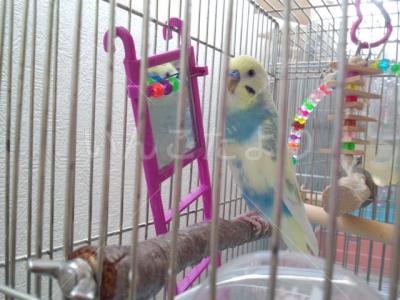 迷い鳥の写真