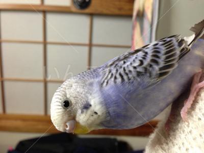 迷い鳥の写真