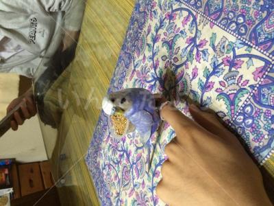 保護鳥の写真