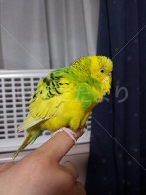保護鳥の写真
