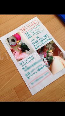 迷い鳥の写真