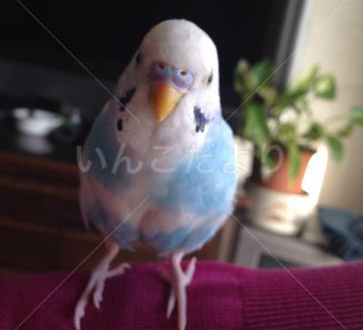迷い鳥の写真