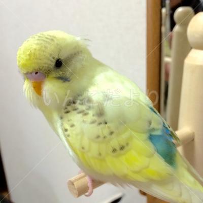 保護鳥の写真