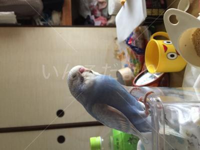迷い鳥の写真
