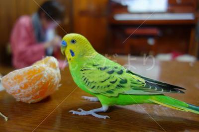 迷い鳥の写真
