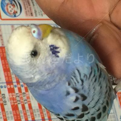 迷い鳥の写真
