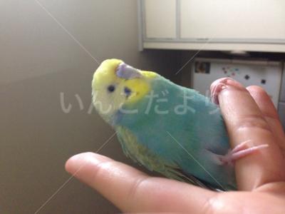 迷い鳥の写真