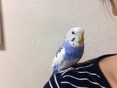 迷い鳥の写真