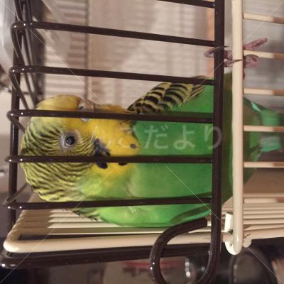 保護鳥の写真