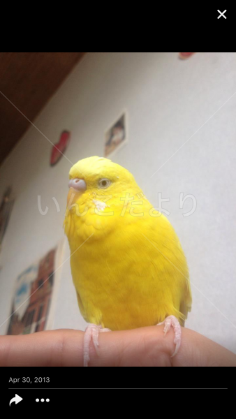 迷い鳥の写真