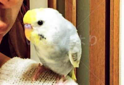 迷い鳥の写真