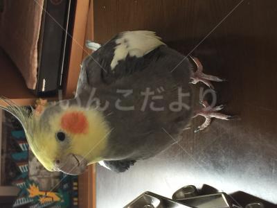 迷い鳥の写真