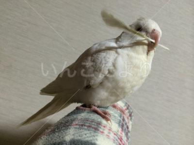 迷い鳥の写真