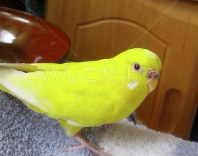 迷い鳥の写真