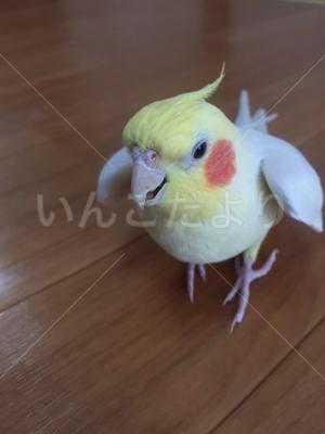 迷い鳥の写真