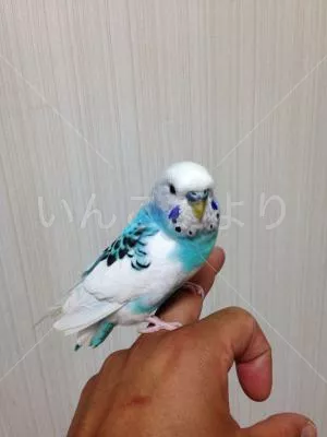 保護鳥の写真