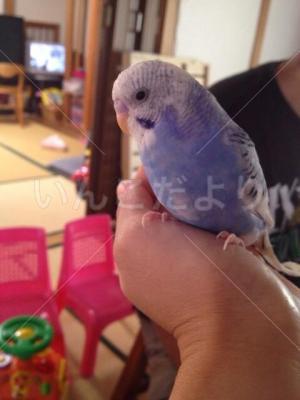 迷い鳥の写真