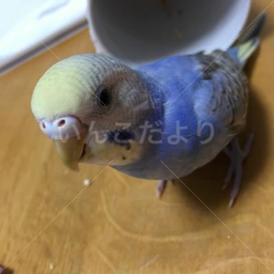 迷い鳥の写真