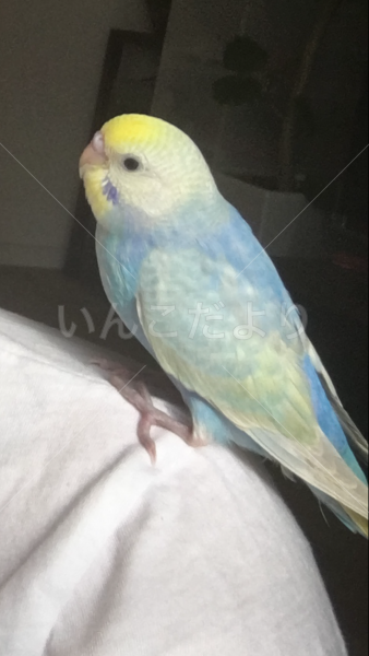 迷い鳥の写真