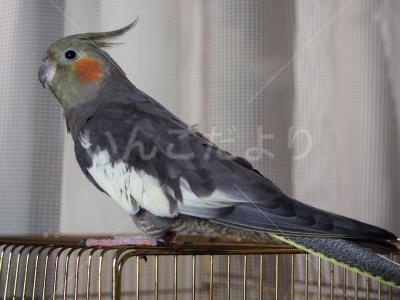 迷い鳥の写真
