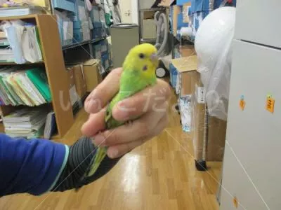 保護鳥の写真