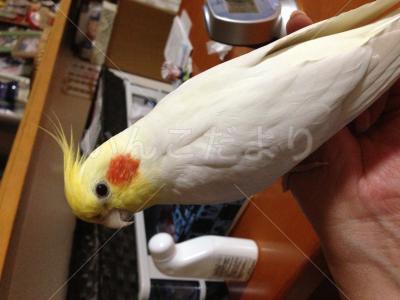 迷い鳥の写真
