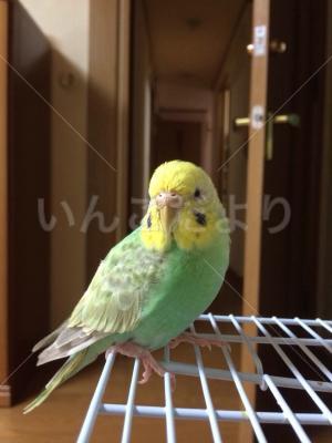 迷い鳥の写真