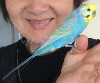 迷い鳥の写真