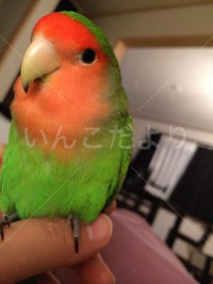 迷い鳥の写真
