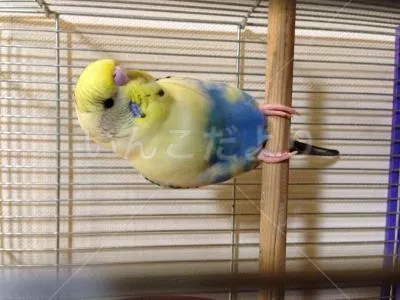 保護鳥の写真
