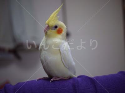 迷い鳥の写真