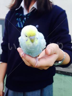保護鳥の写真