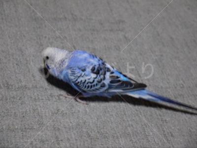 迷い鳥の写真