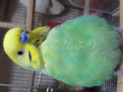 迷い鳥の写真