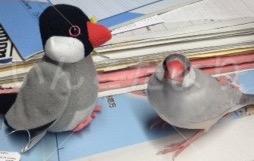 迷い鳥の写真