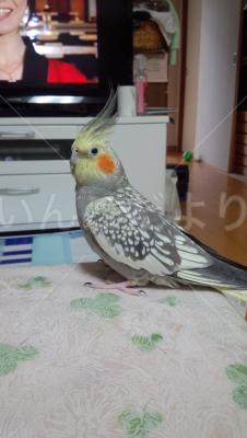 迷い鳥の写真