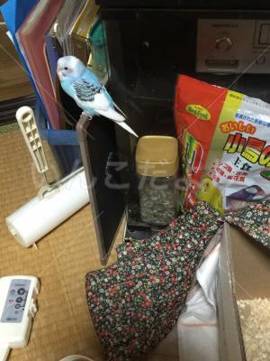迷い鳥の写真